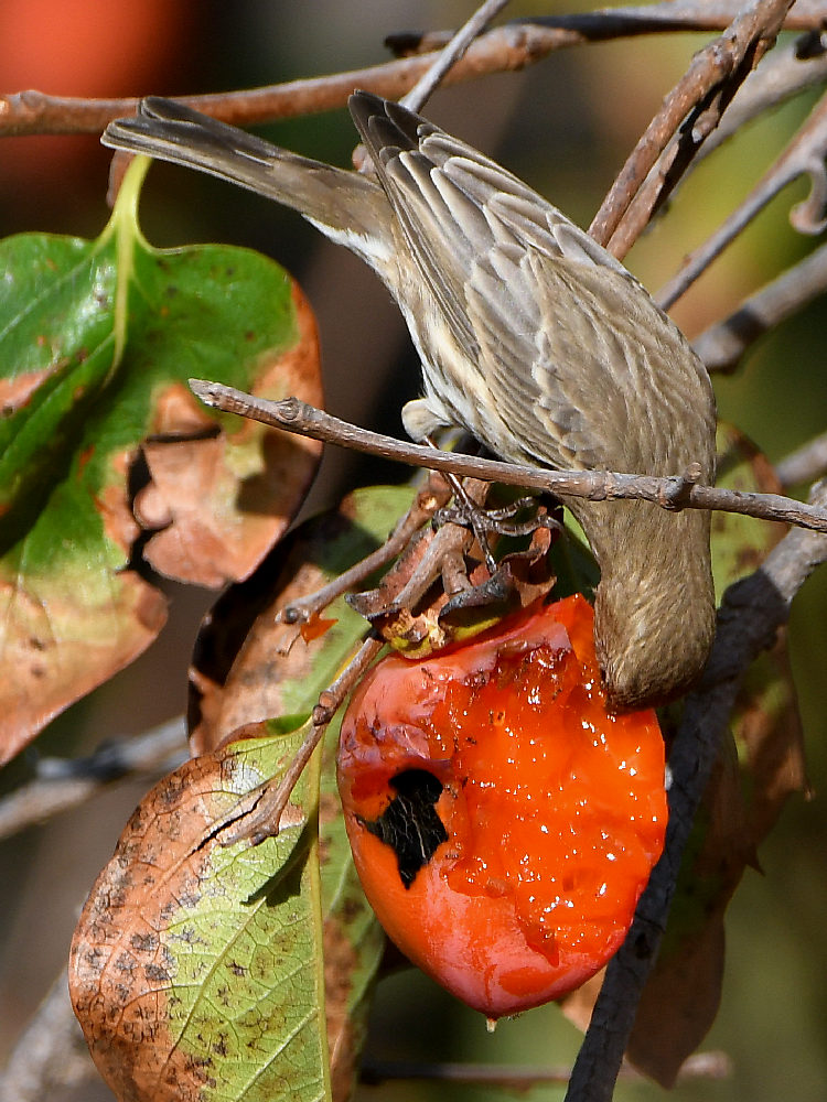 Finch2.jpg