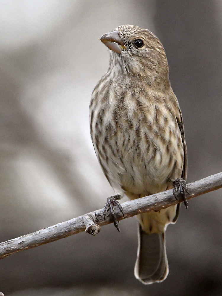 Finch2.jpg