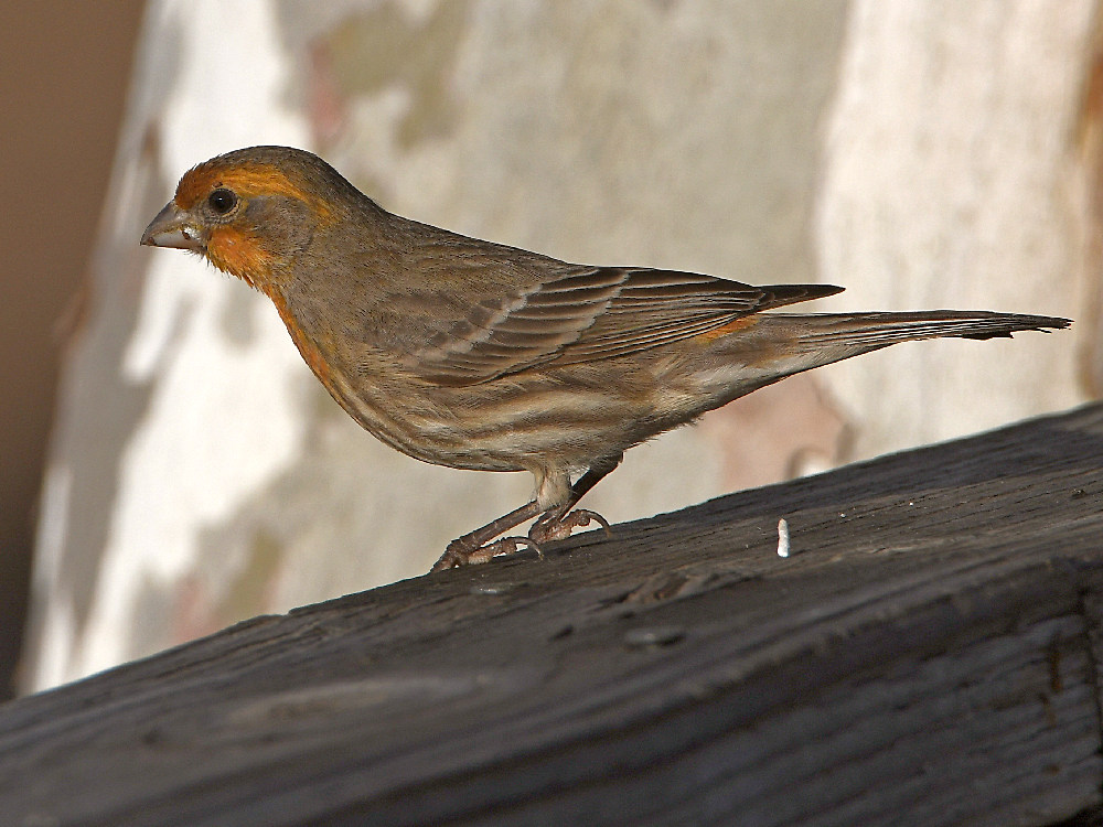 Finch2.jpg