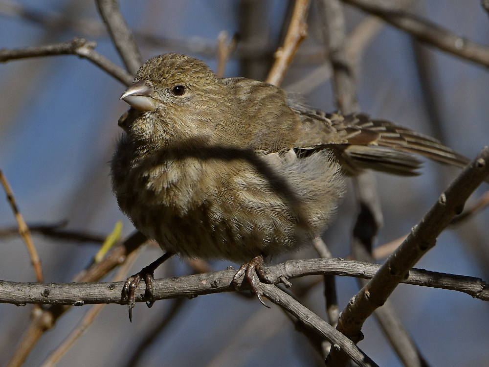 Finch2.jpg
