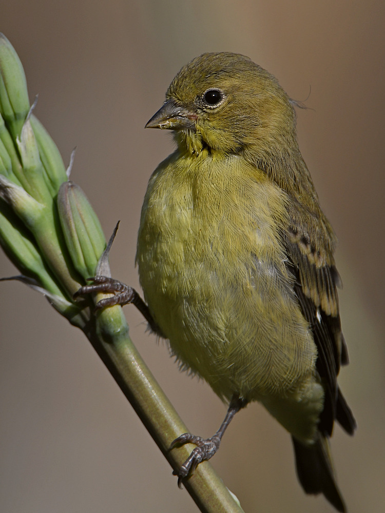 Finch2.jpg