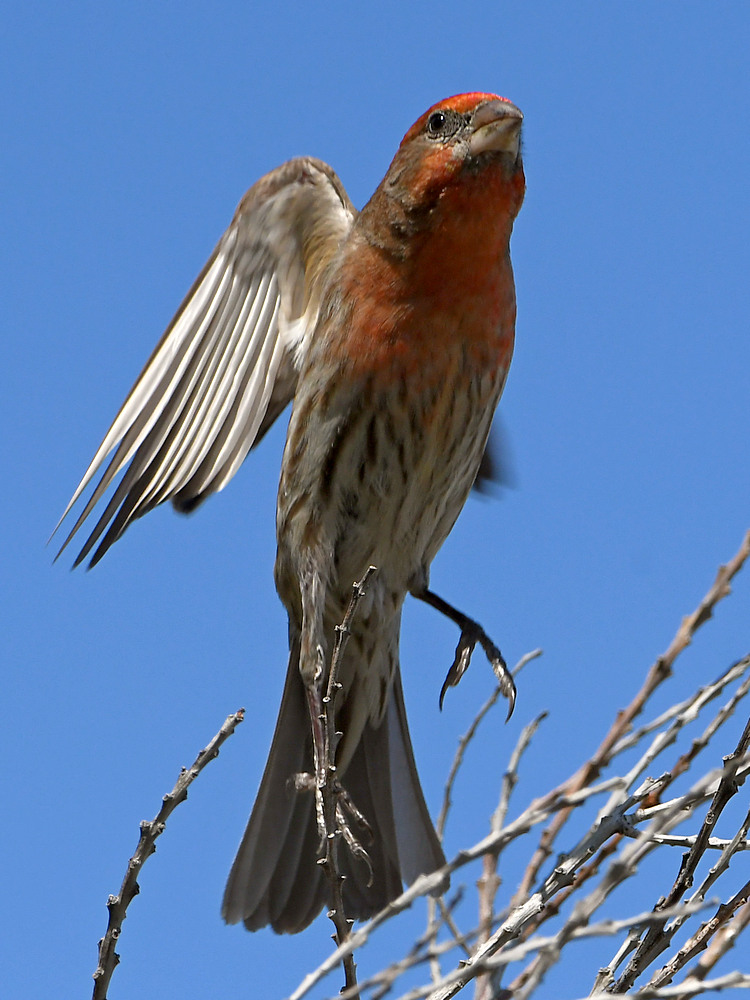 Finch2.jpg