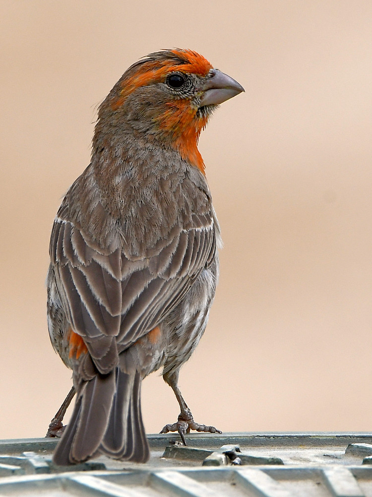 Finch2.jpg