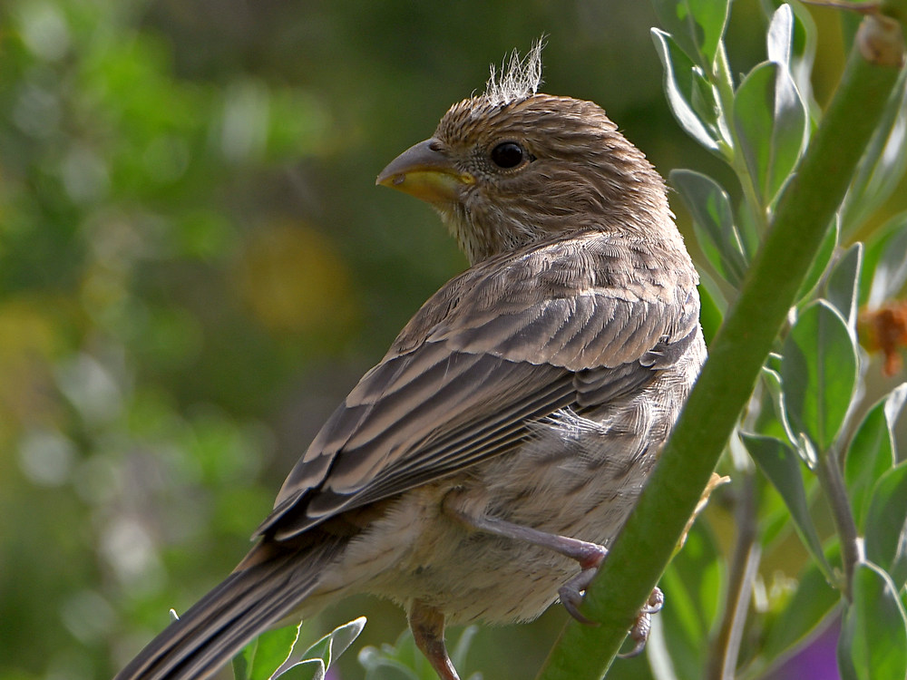 Finch2.jpg