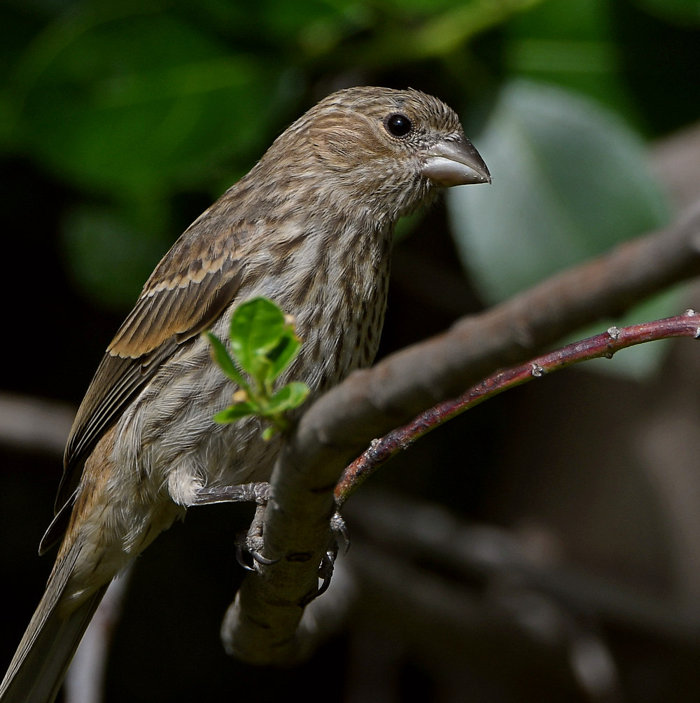 Finch2.jpg