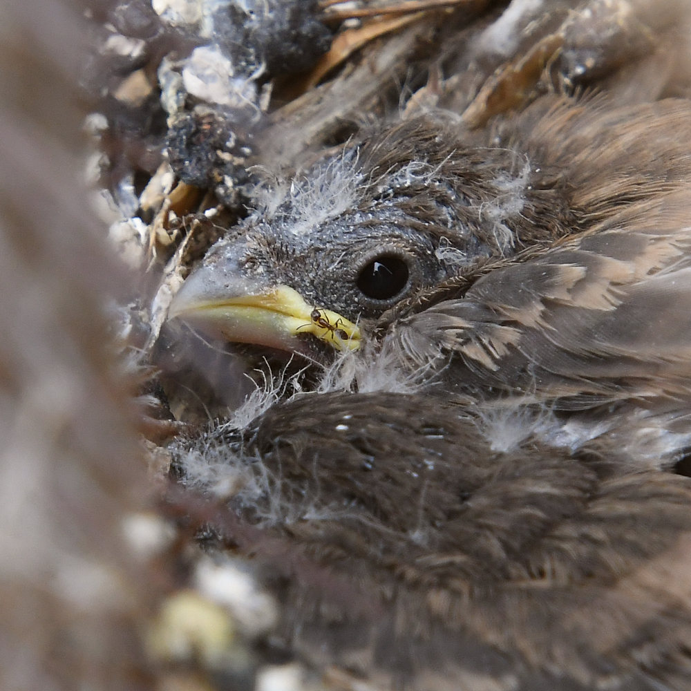 Finch2.jpg