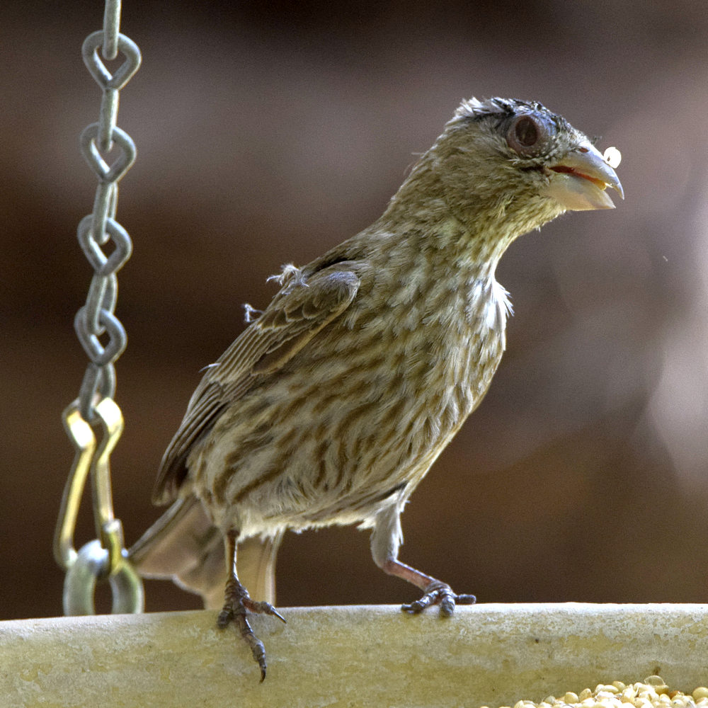 Finch2.jpg