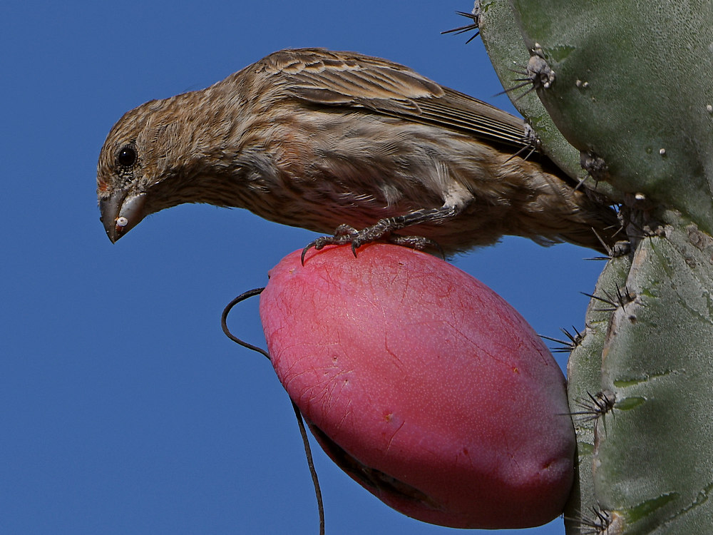 Finch2.jpg