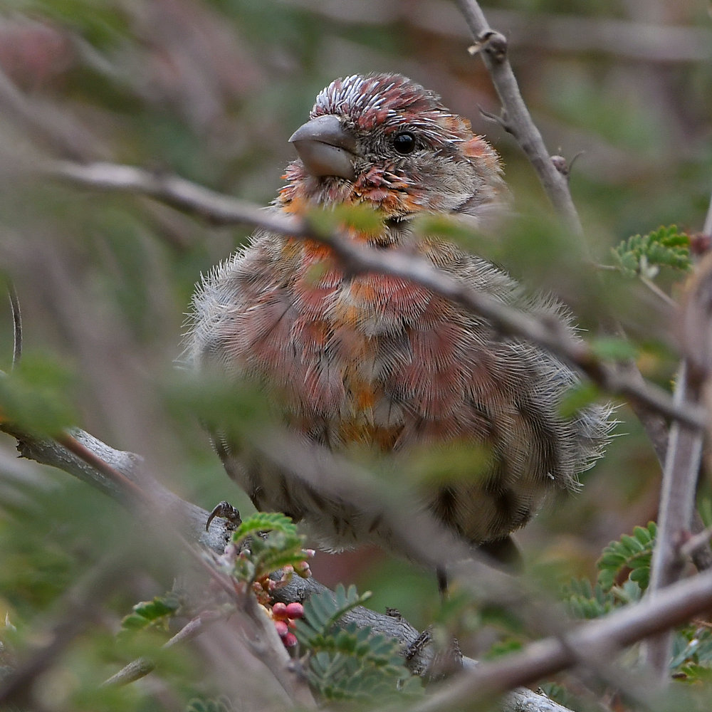 Finch2.jpg