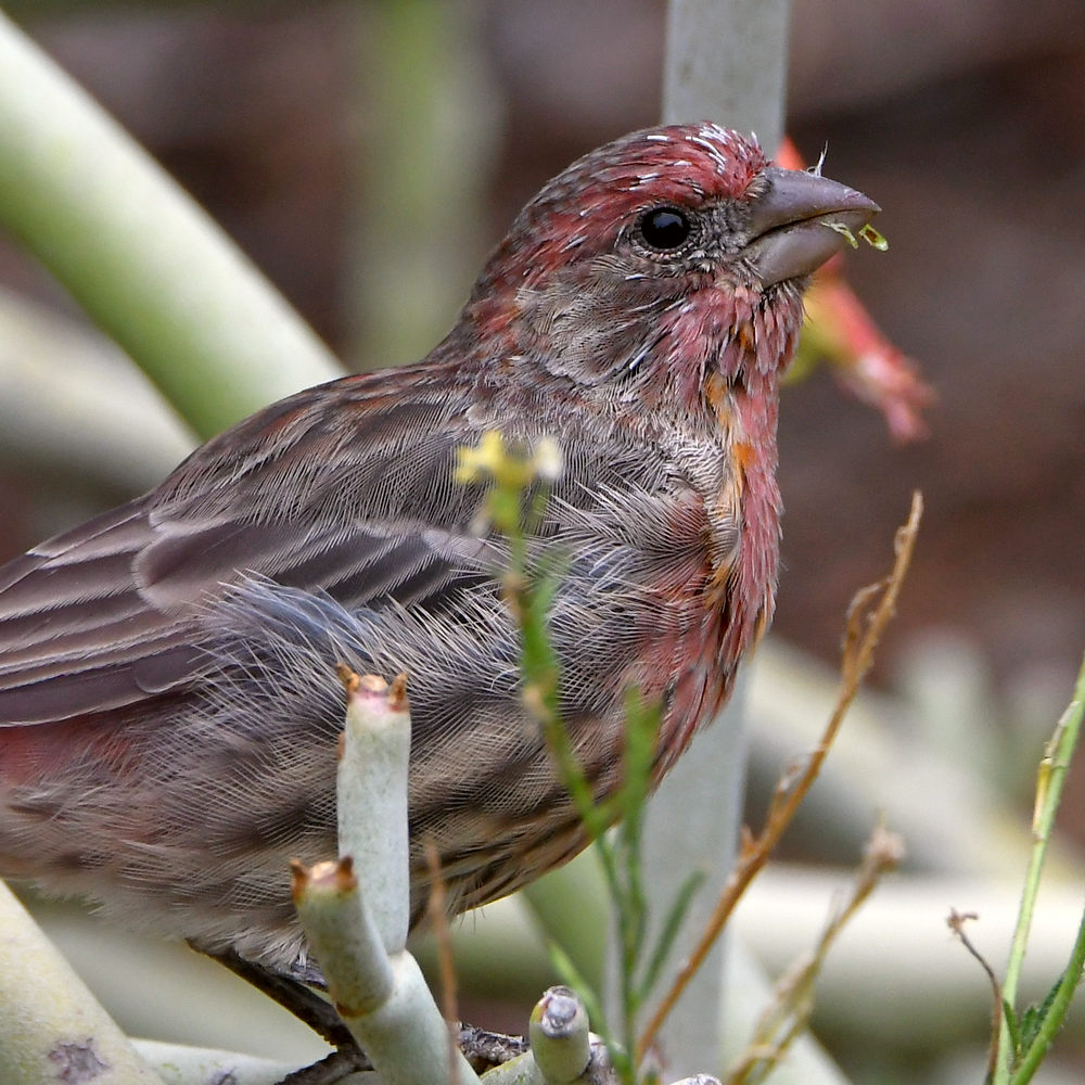 Finch2.jpg
