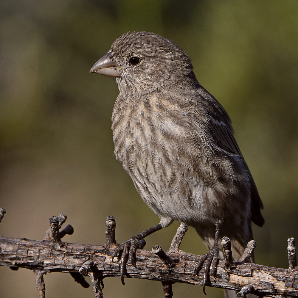 Finch2.jpg