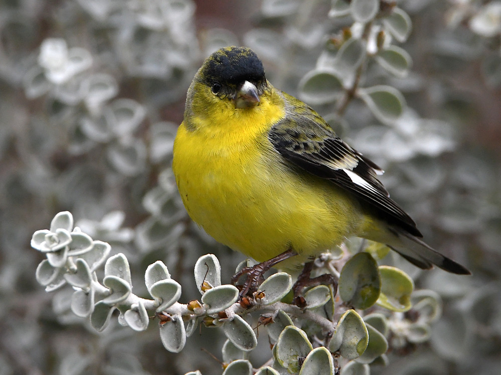 Finch2.jpg