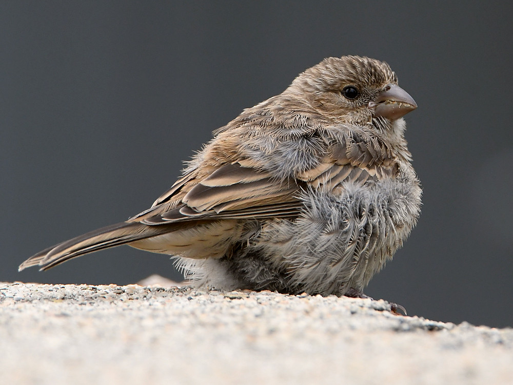 Finch2.jpg