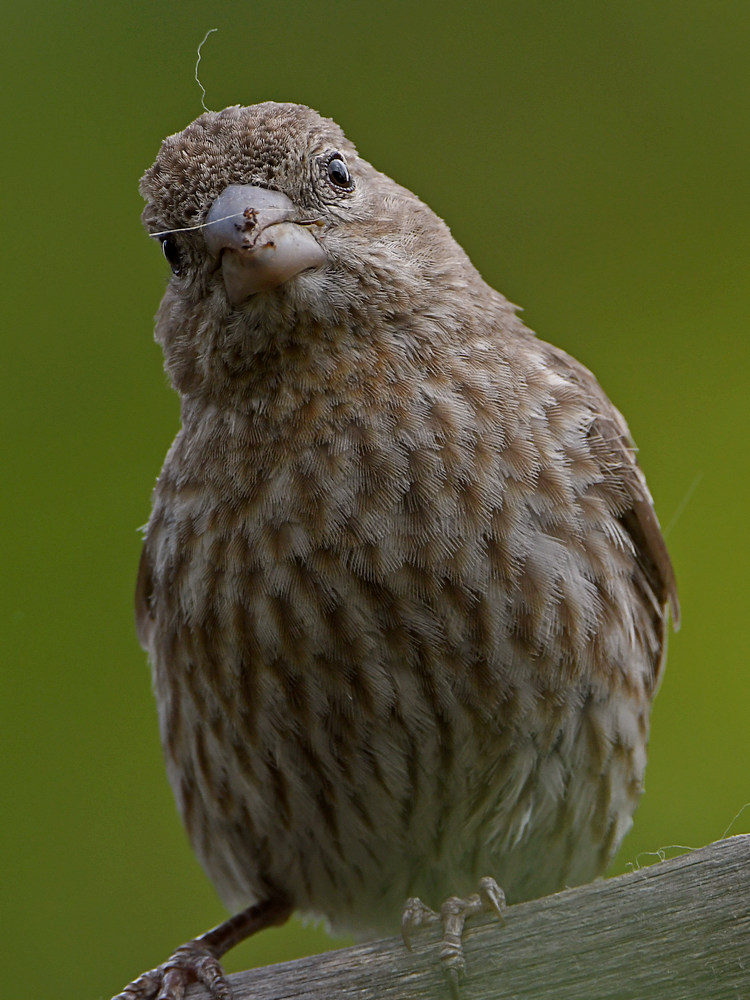 Finch2.jpg