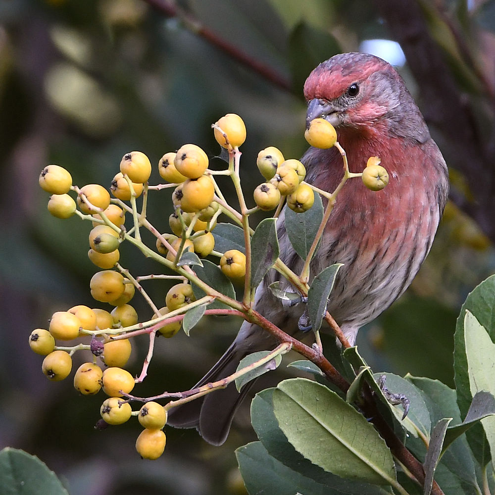 Finch2.jpg