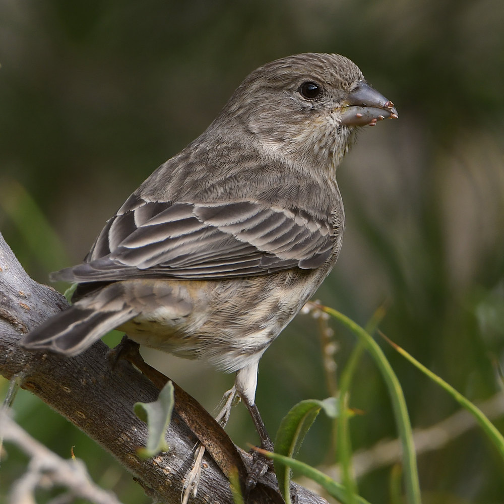 Finch2.jpg
