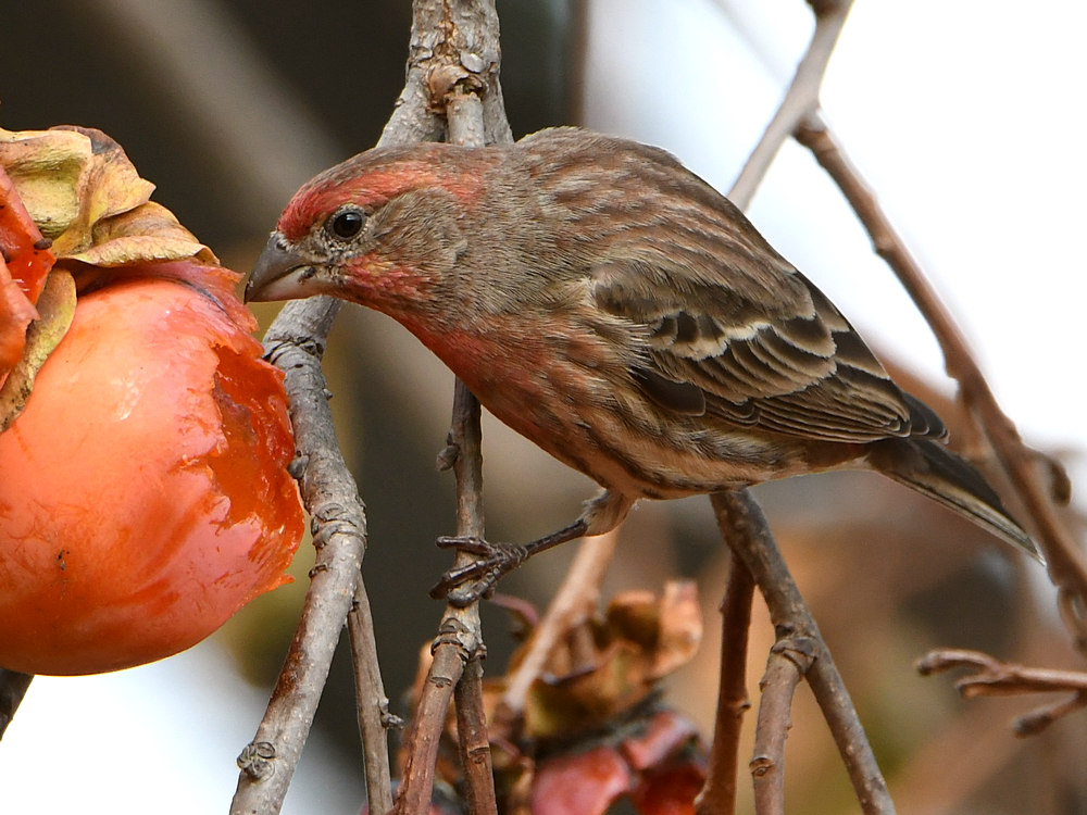 Finch2.jpg