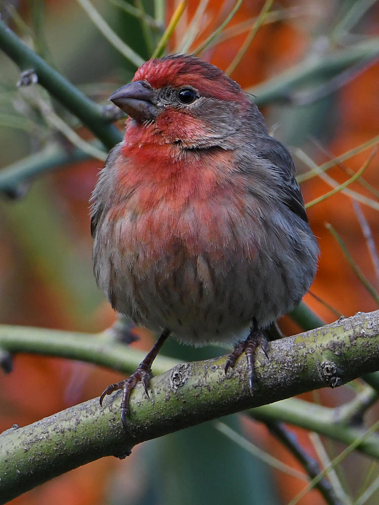 Finch2.jpg