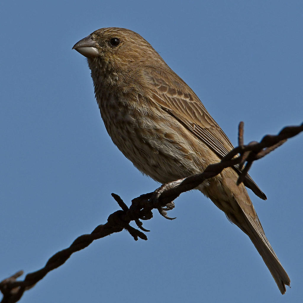 Finch2.jpg