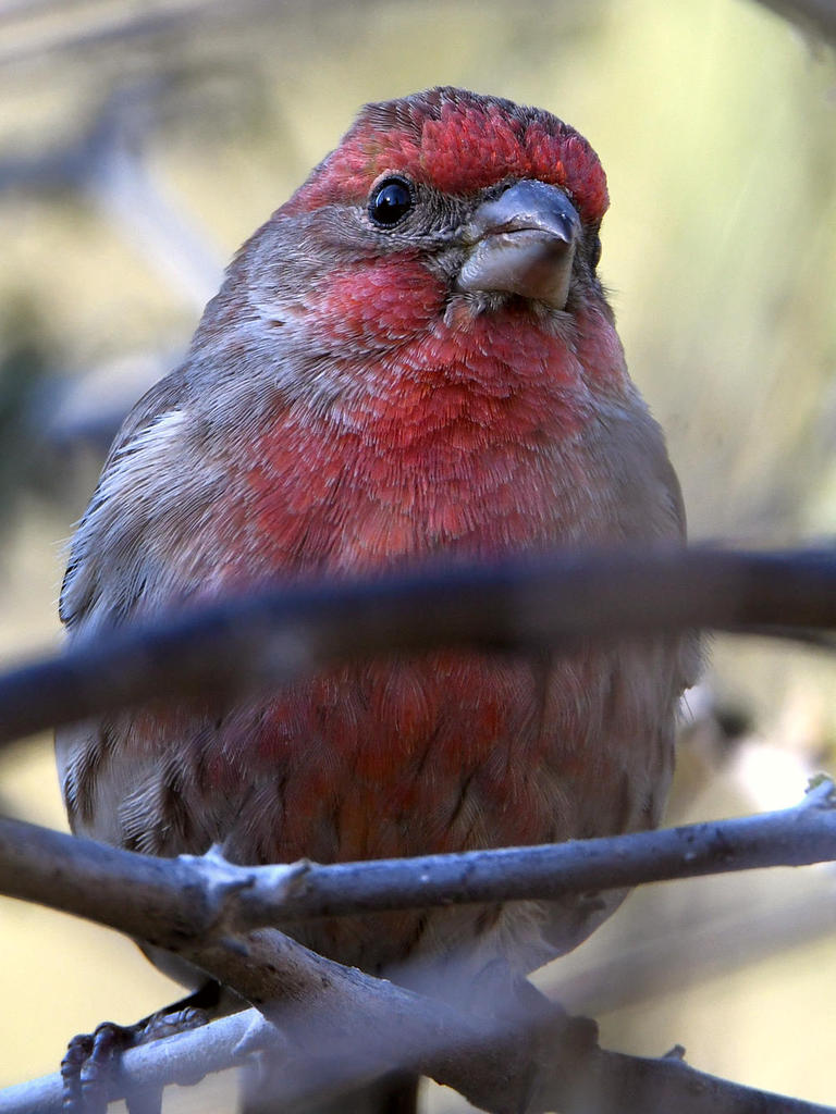 Finch2.jpg