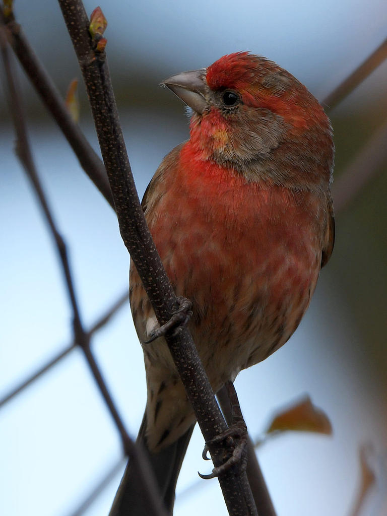 Finch2.jpg