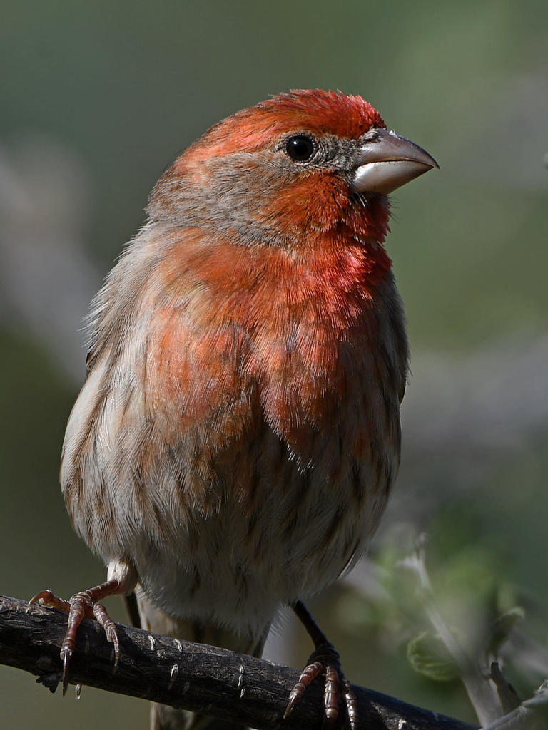 Finch2.jpg