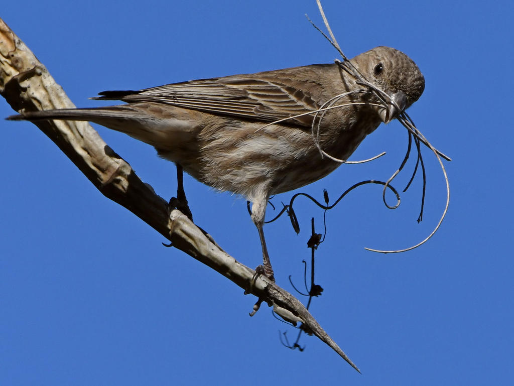 Finch2.jpg