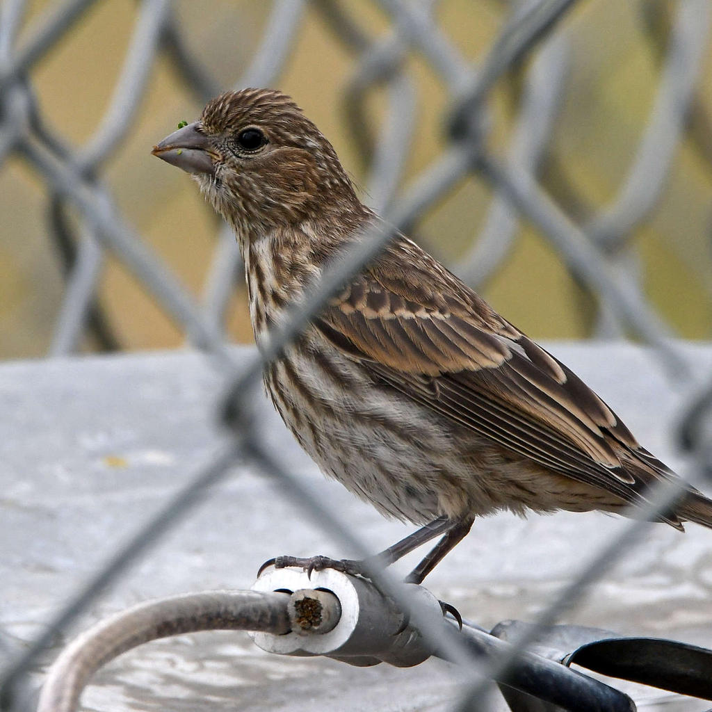 Finch2.jpg