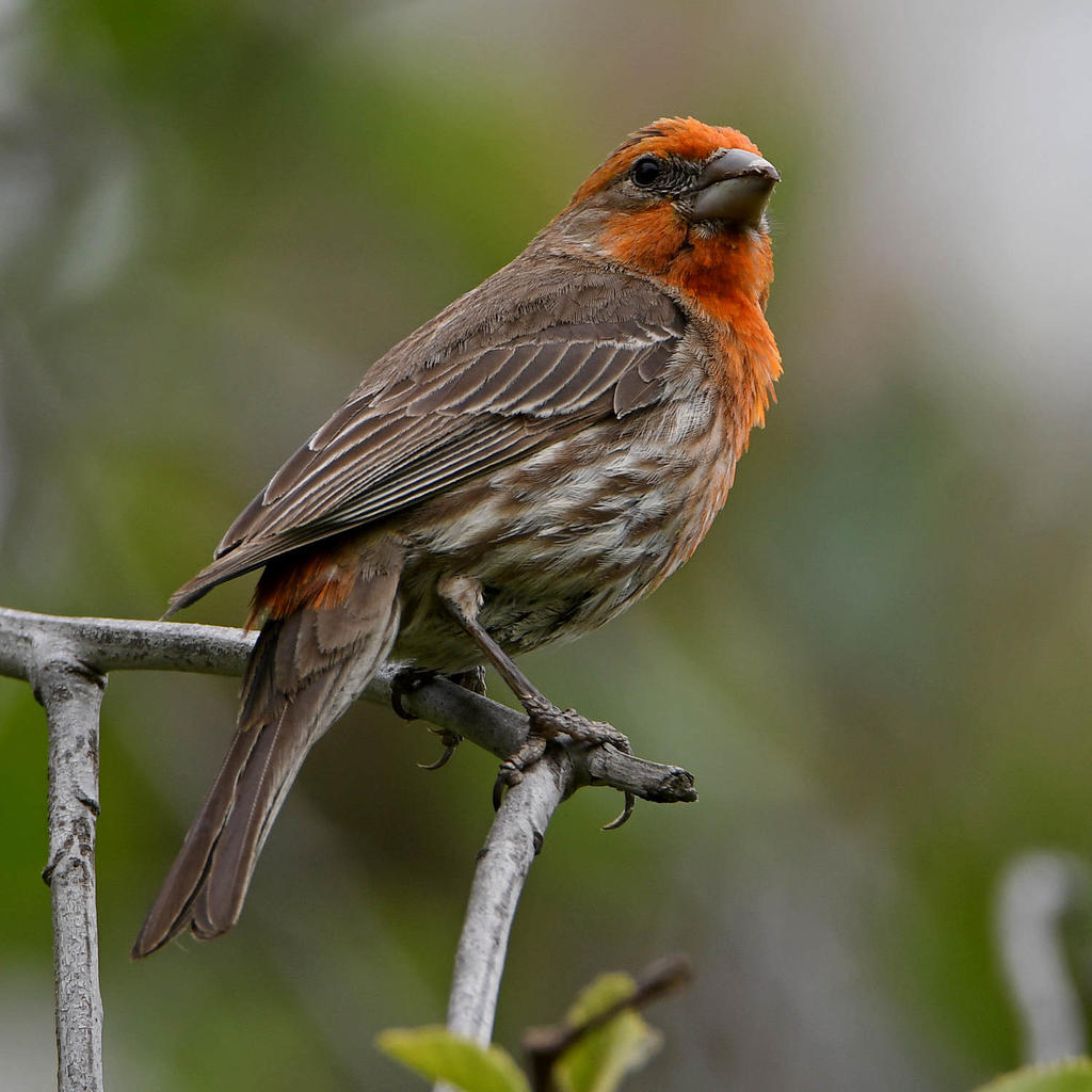 Finch2.jpg
