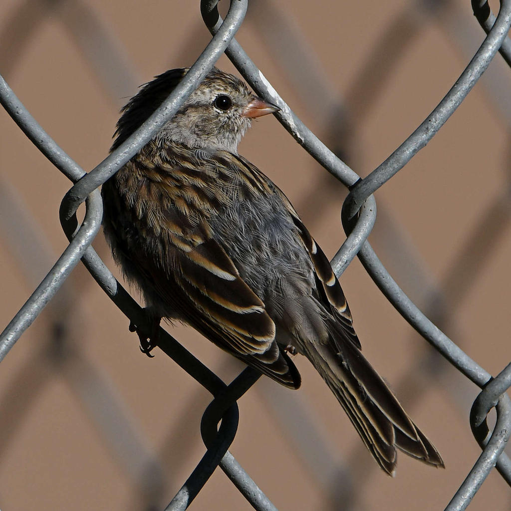 Finch2.jpg
