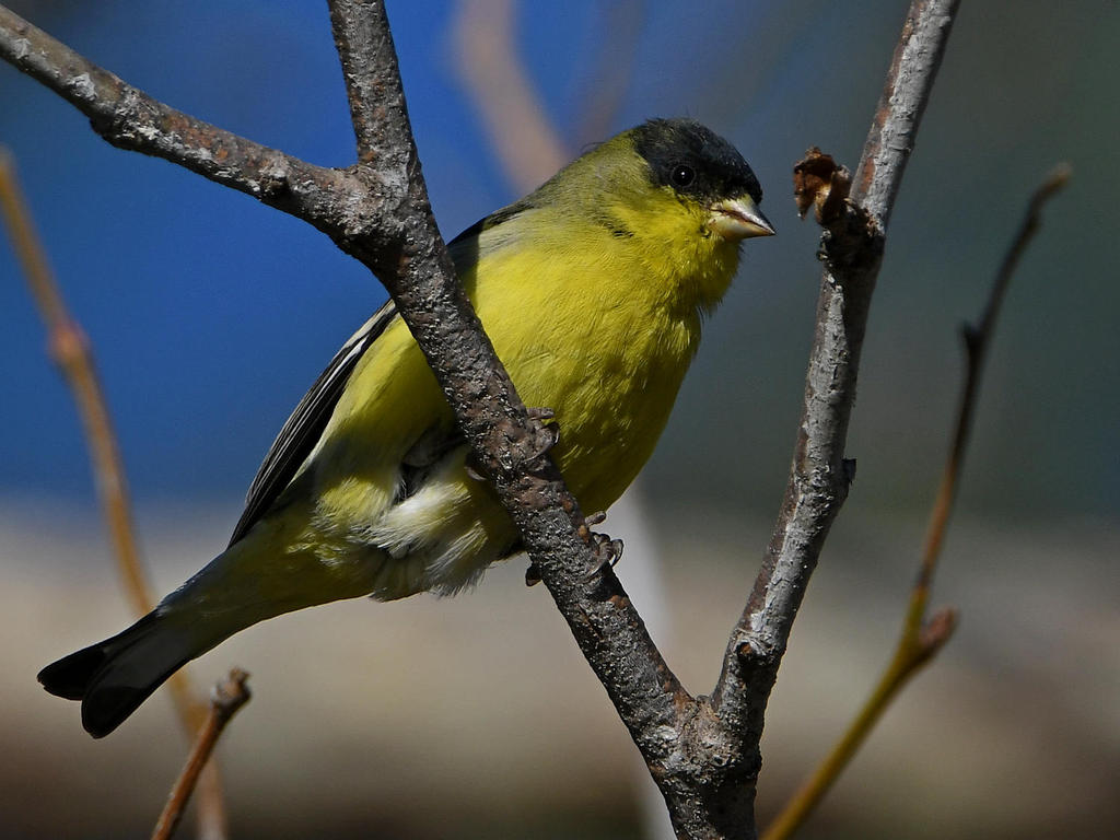 Finch2.jpg