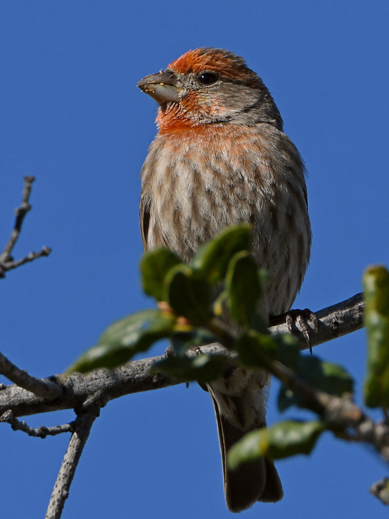 Finch2.jpg