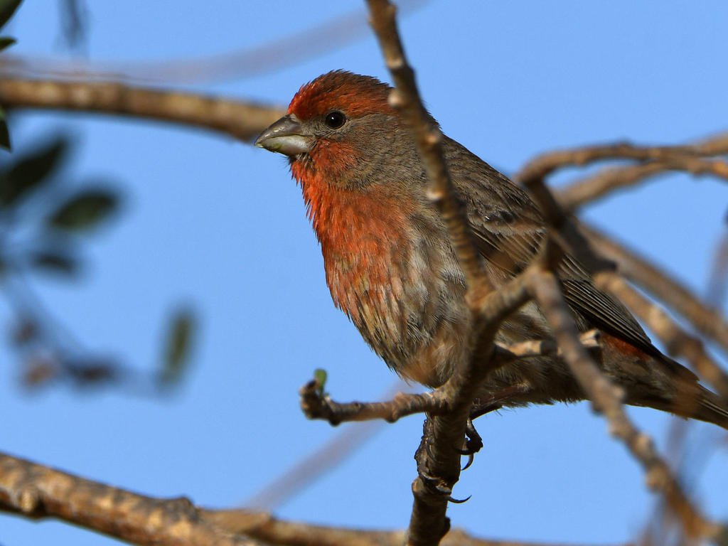 Finch2.jpg