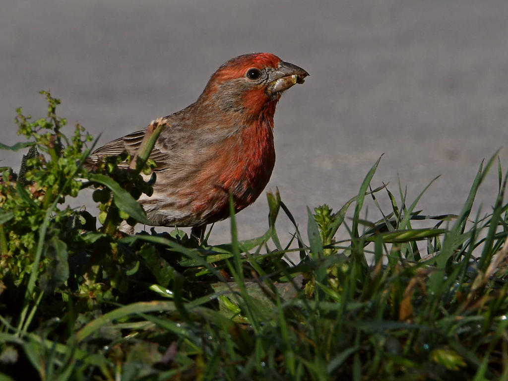 Finch2.jpg