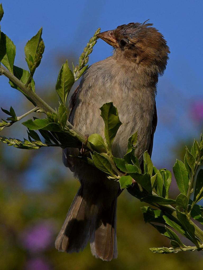 Finch2.jpg