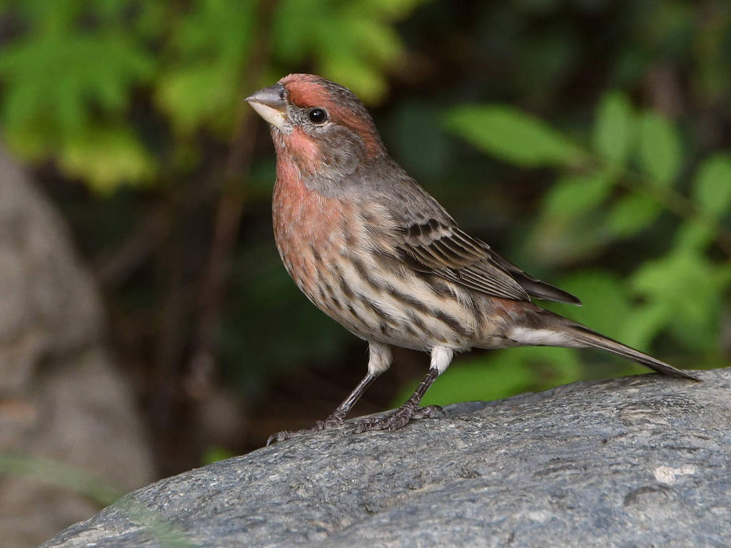 Finch2.jpg
