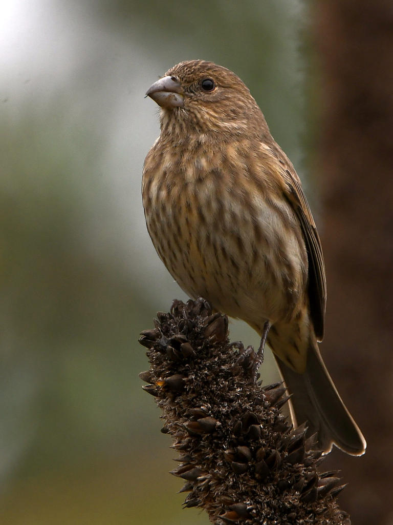 Finch2.jpg