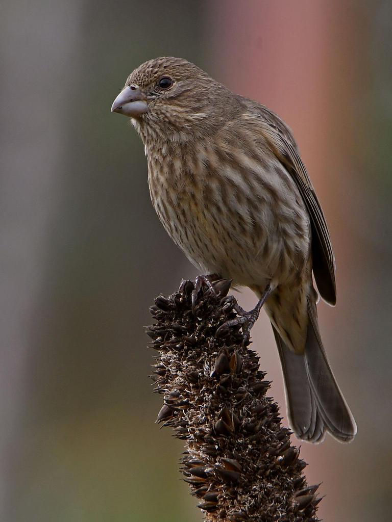Finch2.jpg