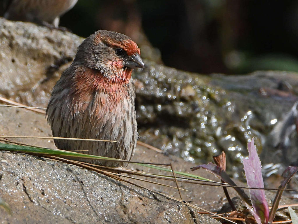 Finch2.jpg