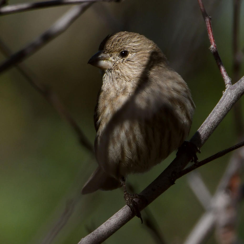 Finch2.jpg