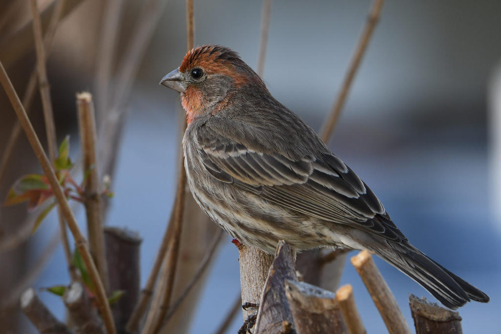 Finch2.jpg