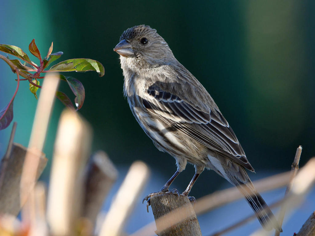Finch2.jpg