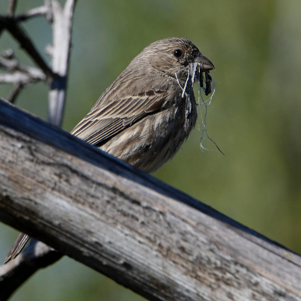 Finch2.jpg