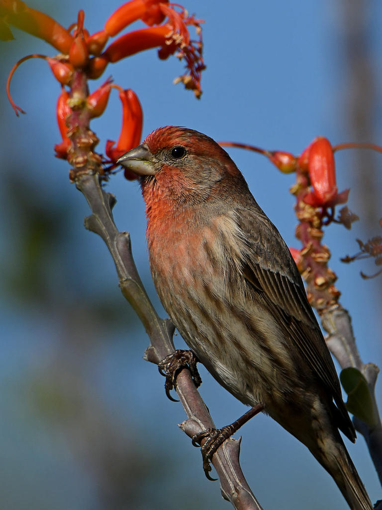 Finch2.jpg
