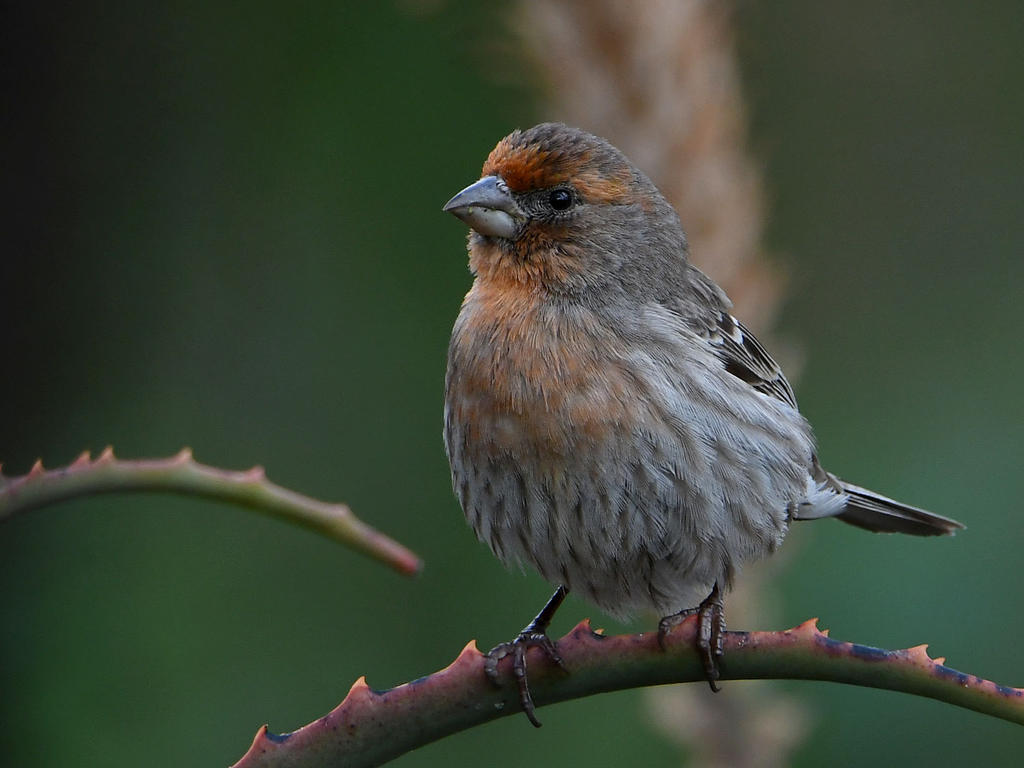 Finch2.jpg