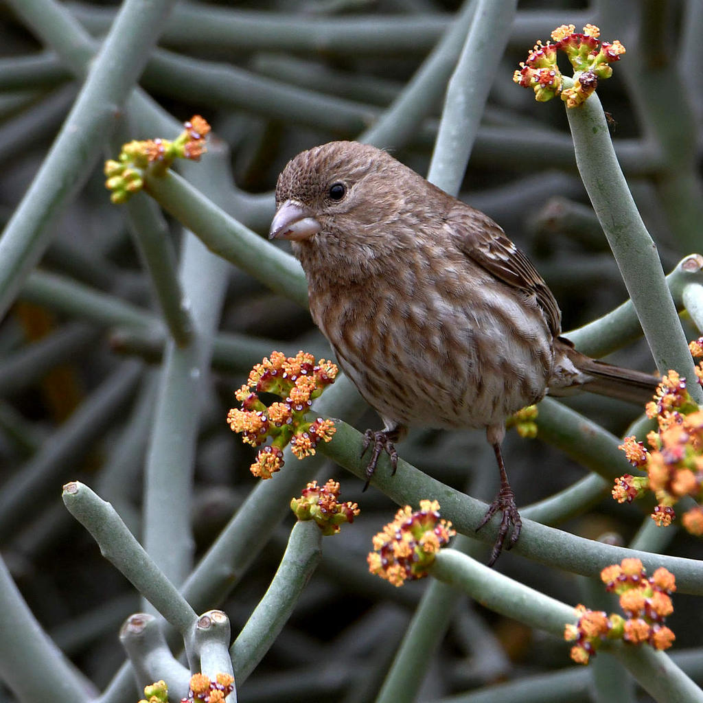 Finch2.jpg