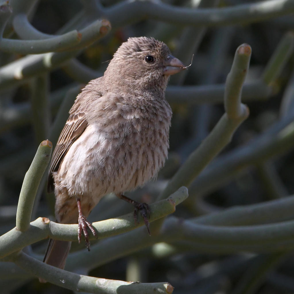 Finch2.jpg
