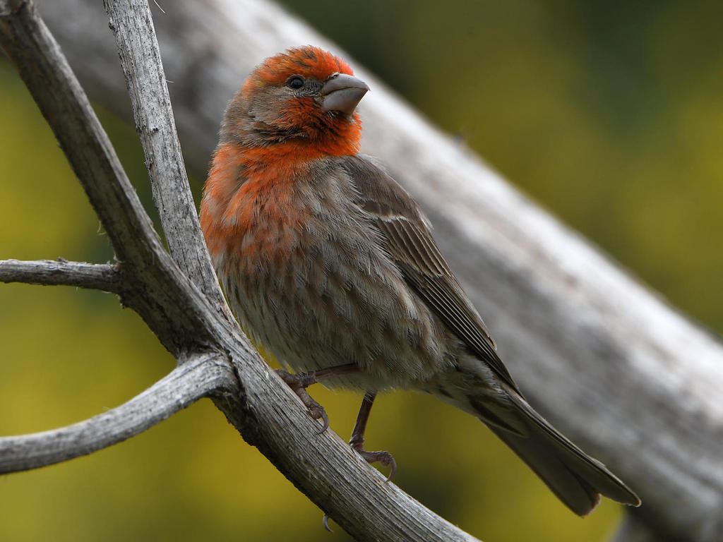 Finch2.jpg