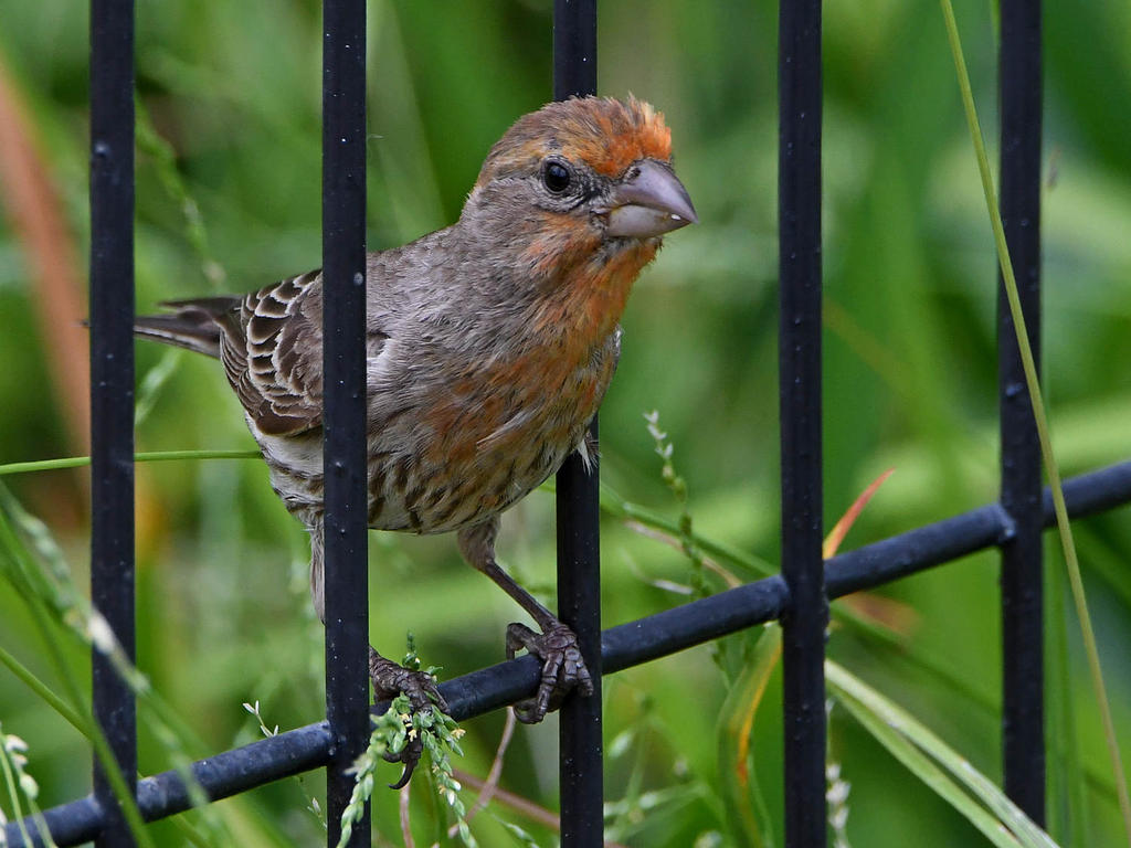 Finch2.jpg