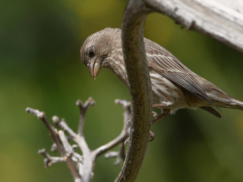 Finch2.jpg